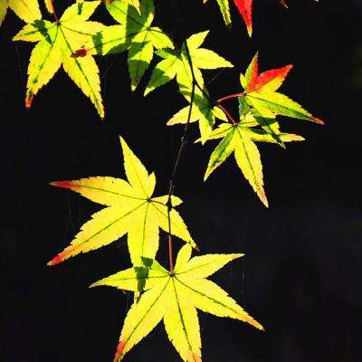 博鱼·(boyu)体育官方网站